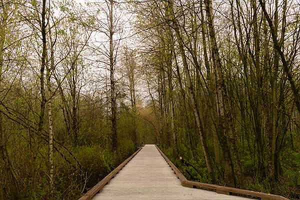 Bothell Forest Great Outdoors at UW Bothell | Champions